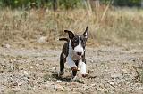 BULL TERRIER 075